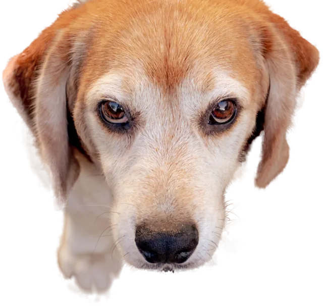 A beagle looking straight up at the camera from the floor.