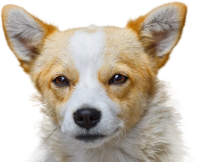 A tan and white dog with tall ears staring straight into the camera, unimpressed.