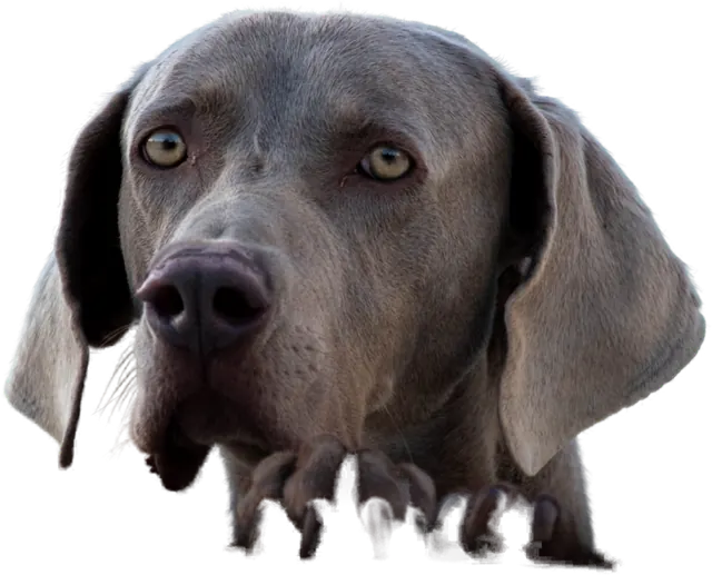 A grey Weimaraner peeking over a ledge with both paws up.