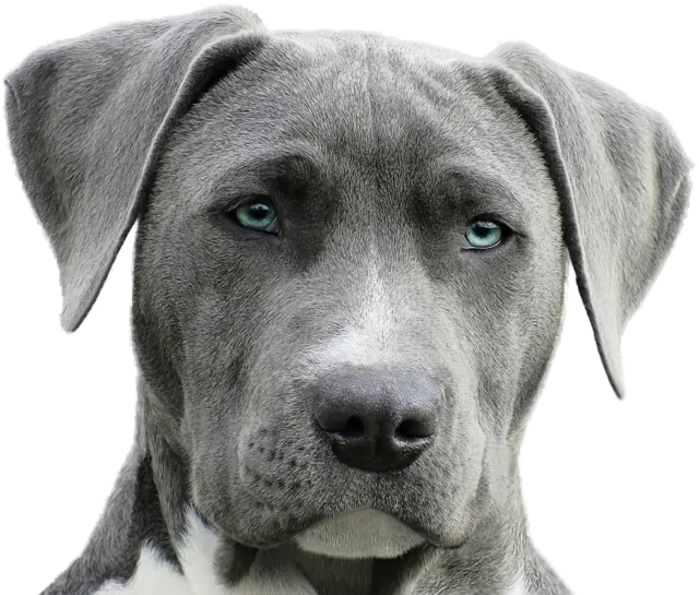 A grey puppy with pale blue eyes looking directly at the viewer.