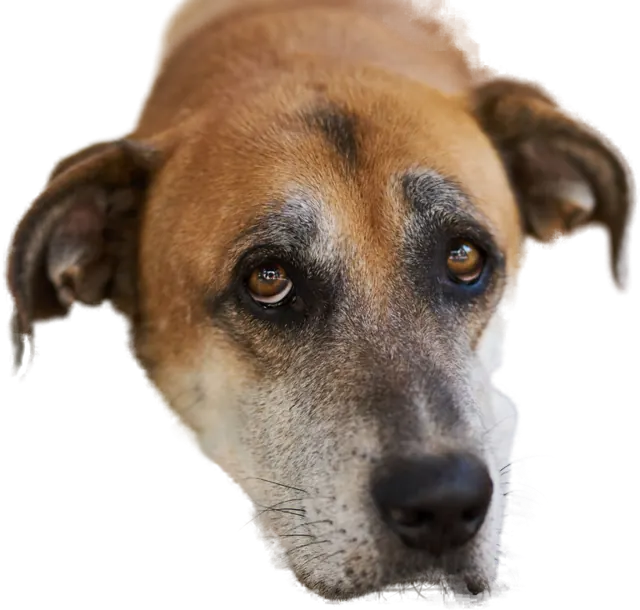 An older tan dog lying under a table with his chin on his paws, looking up.