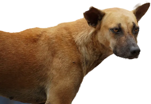 A short-haired tan dog giving the camera a sideways look.